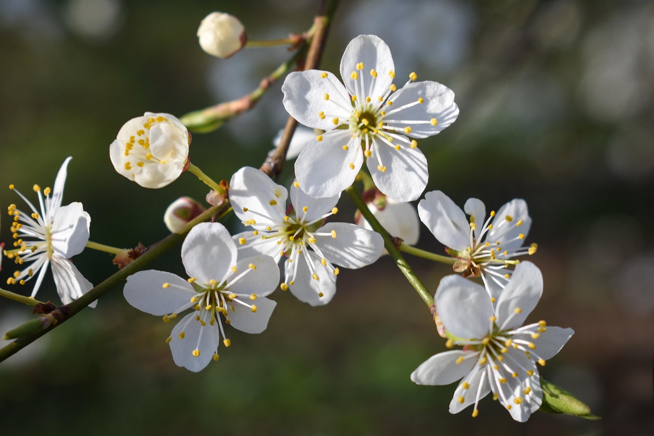Black Cherry Plum Bonsai: Care, Styling, and Growing Guide