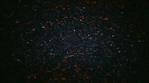 Black Cherry Sunflower