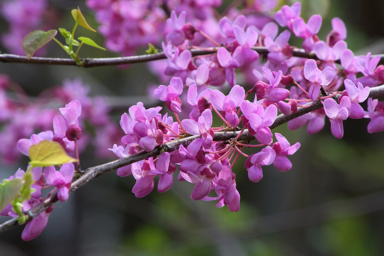 How Long Do Eastern Redbuds Bloom Each Spring?