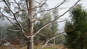 Pruning a Silver Maple