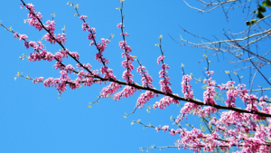 When Do Eastern Redbuds Typically Bloom? 
