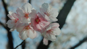 Cultivar Variation 