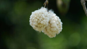 Creative Uses for Sweetgum Tree Seed Pods