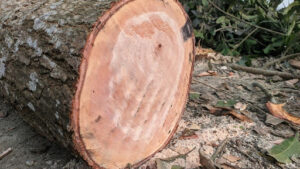What Is a Sweetgum Tree Good For