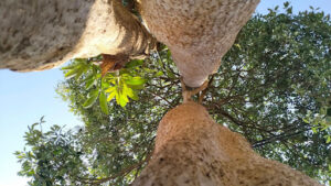 What Is a Sweetgum Tree Good For