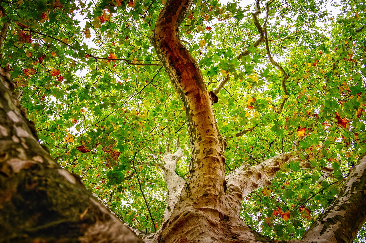 American Sycamore Lifespan: How Long Does This Majestic Tree Live
