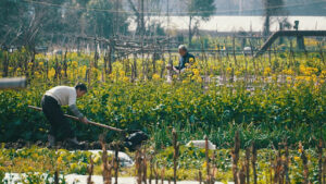 Best Time to Prune a Corn Plant