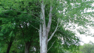Comparing the American Sycamore Lifespan