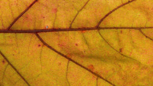 Differences Between Mulberry Tree Leaf Shape