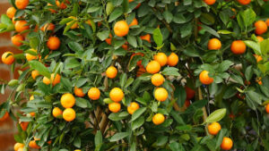 How Osage Orange Benefits