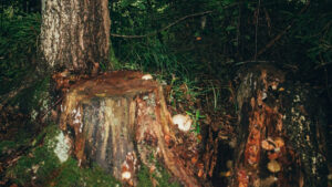 American Sycamore Lifespan