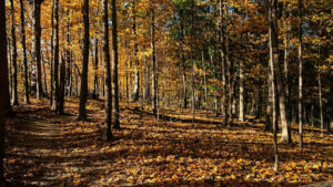 Best Time to Plant Trees in Ohio