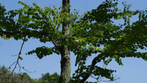 Chinkapin Oak Growth Rate in Different Climates