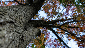 Common Mistakes When Identifying Trees