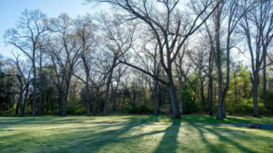 Trees with Compound Leaves in Ohio