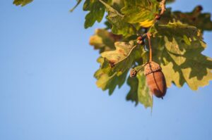 bur oak growth rate in urban environments for landscaping