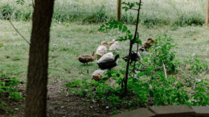 Best time to plant cucumbers in Ohio gardens