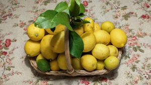 Growing lemon trees in Ohio in pots