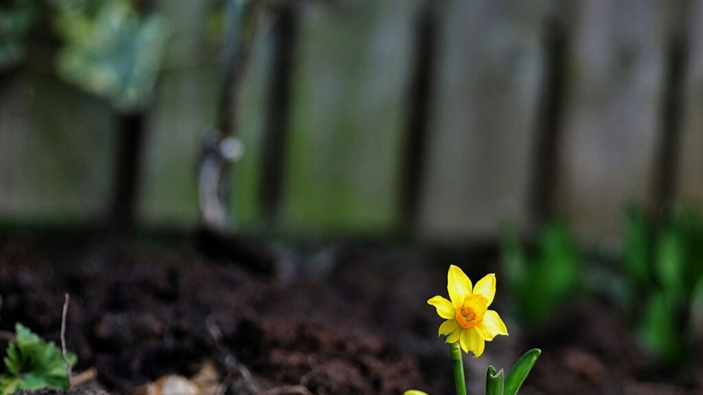 best trees for columbus ohio growing zone