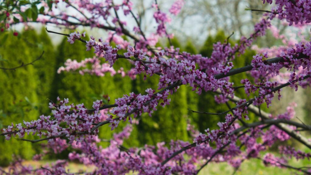 rising sun redbud tree