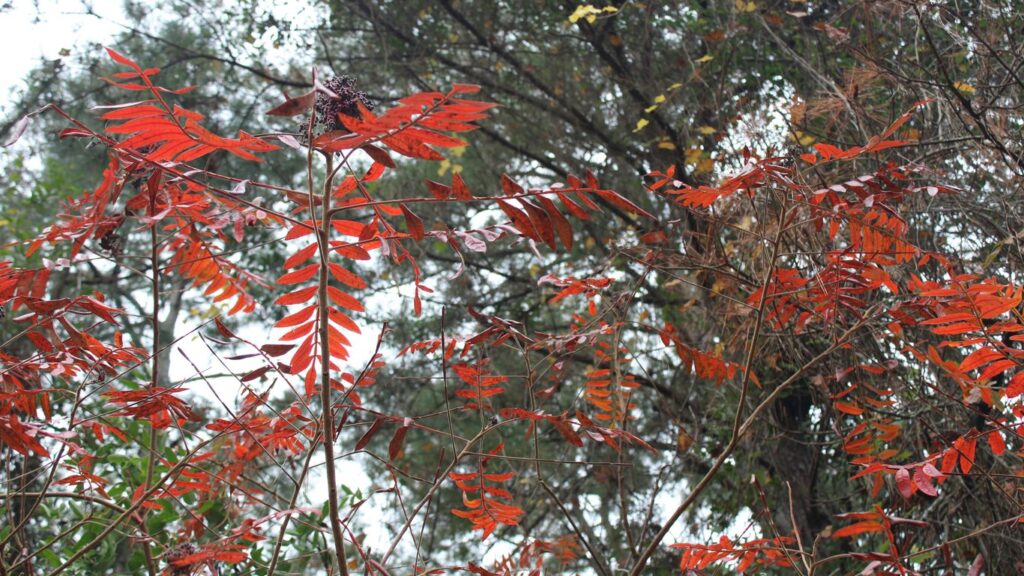 rising sun redbud tree vs other redbud varieties