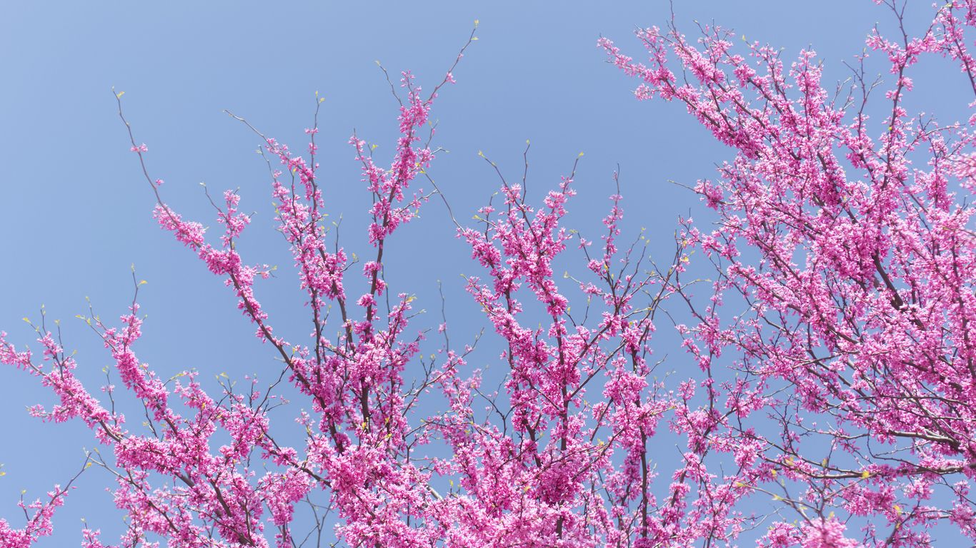 Rising Sun Redbud Tree Zone Guide